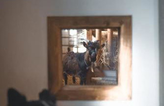 Landurlaub mit neugierigen Blicken in den Pferdestall, eingezäuntem Garten, Kamin und Sauna - Foto 15