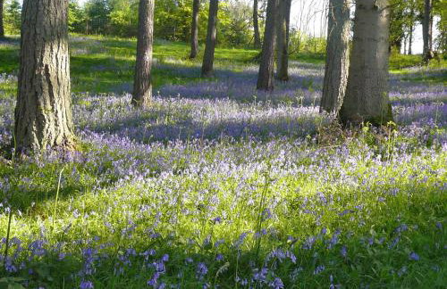 Ivy Cottage - Foto 12