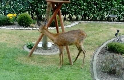 Ferienwohnung beim Bracksee - Photo 19