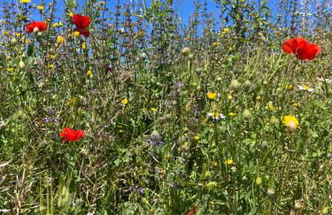 B&B Masia Katmandú - Foto 74