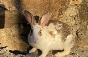 MonteSoprano Agriturismo - Resort - Spa - Gym -Camping - Suite - Foto 55