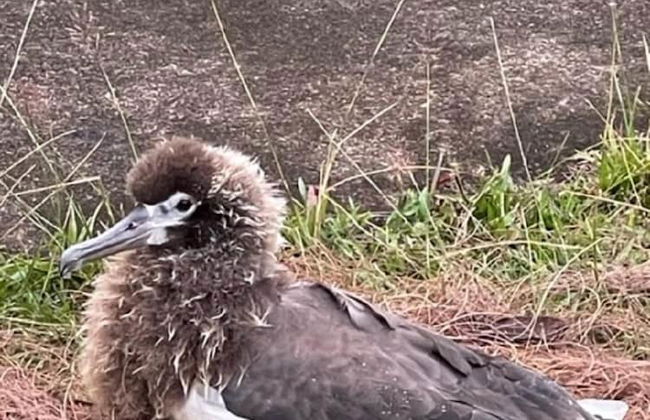 Kamahana 16 - Downstairs - Photo 34