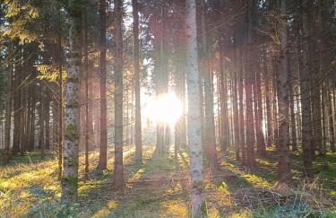 Dorfliebe Reicherstein - Foto 29