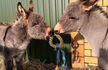 Wohnen in der ehemaligen Bauernstube - Foto 38