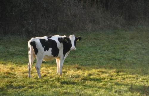 Holiday Home Eifelcottage Wildvogel by Interhome - Foto 28