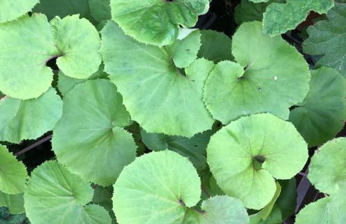 Kings Cross, self-contained house & private garden - Foto 38