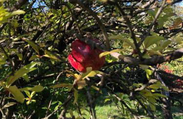 Wellness House Oliva with heated salt water Pool, Sauna & Jakuzzi - Foto 60