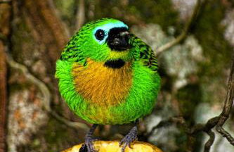 Chalé Pakere Montanha Lumiar - Conforto a mais de 1000 metros de altitude junto a natureza, wifi, piscina, sauna e água de nascente - locação do chalé sem prestação de serviços - Foto 66