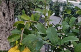 Appartements vue mer Rêves d'Azur Les Issambres - Foto 14