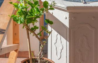 Sempreviva - Foto 61