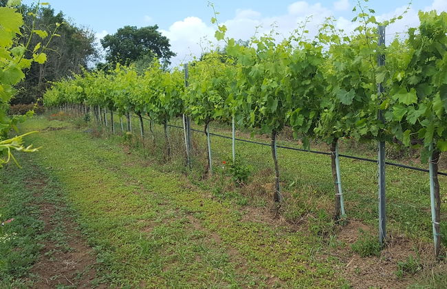 Azienda Agricola Sinisi - Foto 18