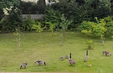 19 Carters Paddock - Foto 9