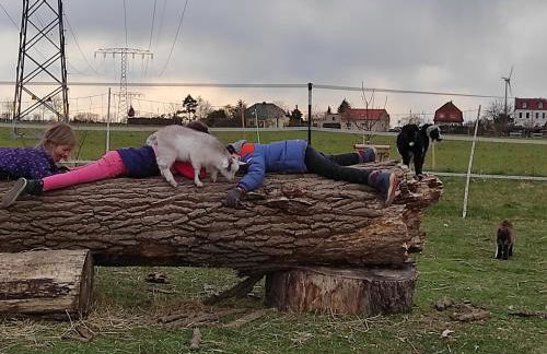 Pferdepension Jäger - Foto 8