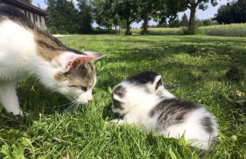 Hof am Horn - Fewos in der Natur - Photo 23