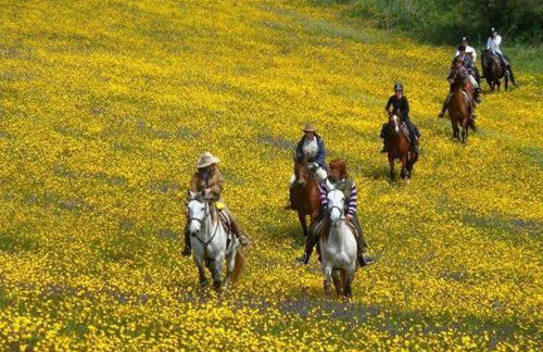 Monte dos Aroeirais - Foto 15