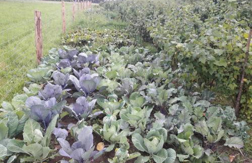 Komfortowy dom wakacyjny dla kilku rodzin - Foto 40