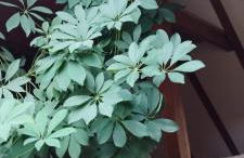 Idyllisches Fachwerkhäusle mit Terrasse am Tor zum Schwarzwald - Foto 13