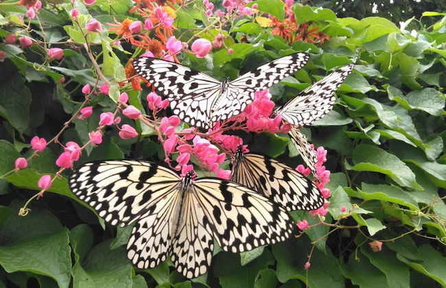 Kourijima KANAU - Foto 39