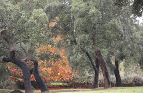 Casa Rural Sierra San Mamede - Foto 58