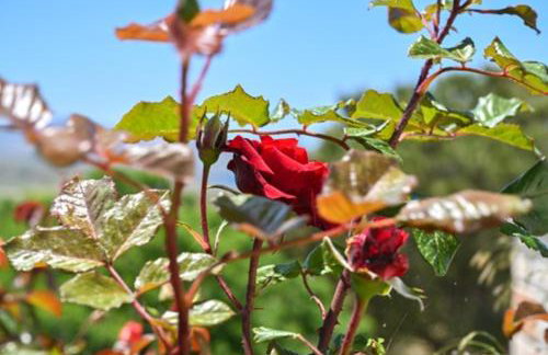 ‘Sophie’s Villa’ - Foto 11