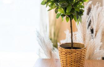 Green Boho Sienkiewicza - Foto 14