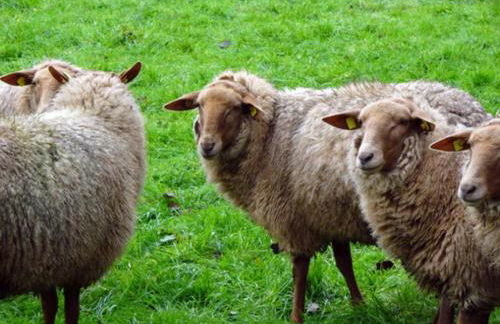 Ferienwohnung Lama - Foto 19