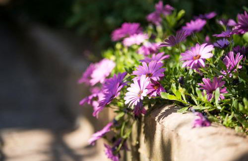 Studios Garden - Foto 29