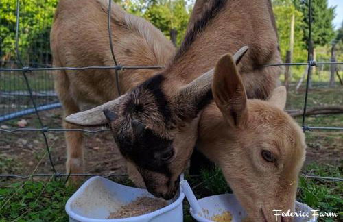 La Casa del Sarto - FedericoFarm - Foto 44