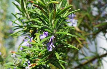 HoLa Auszeit - ehemalige Scheune am Dassower See - Photo 34