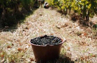 Gîte Clusel-Roch 6 personnes au cœur des Côte-Rôtie - Foto 18