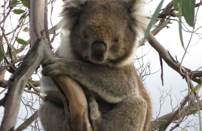 Hampton on Apollo - Ocean Mountain View Creekside Retreat Pet Friendly Free EV Charger Fireplace Wood Supplied During Winter - Photo 20