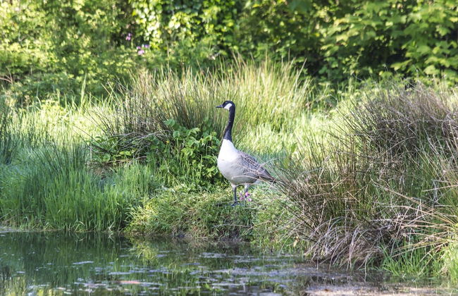 Fern Cottage - 1 Bedroom - Tiers Cross - Foto 55