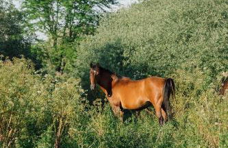 Salvaterra Country House & SPA - Foto 45