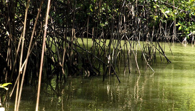 Damas Island Kayak Tour - Foto 5