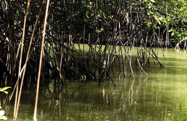 Tour de caiaque por Isla Damas - Foto 5