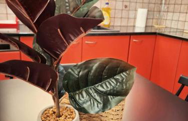 Lemon Tree cozy apartments - 2 - Foto 17