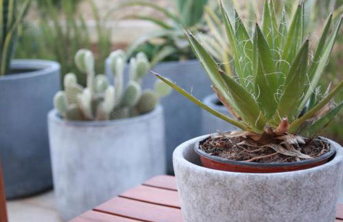 I due carrubi - Foto 17