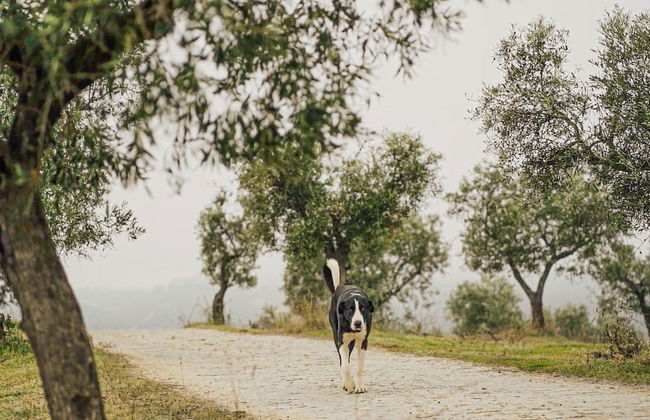 Golden House - Foto 51