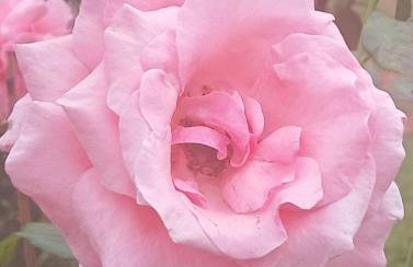 Recanto da Floresta - Photo 12