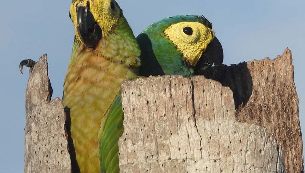 Piranha Fishing and Bird Watching Tour - Foto 4