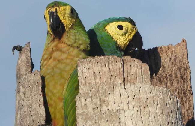 Piranha Fishing and Bird Watching Tour - Foto 4