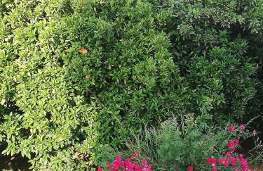 NICOL APARTMENS - Photo 13