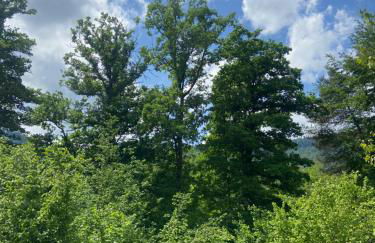 Coquette maison neuve de plain pied au cœur des Hautes Vosges, - Foto 5