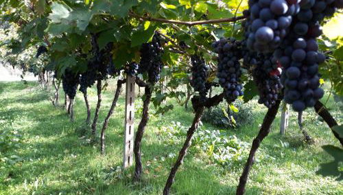 Agriturismo Villa Stella - Foto 5, Garden