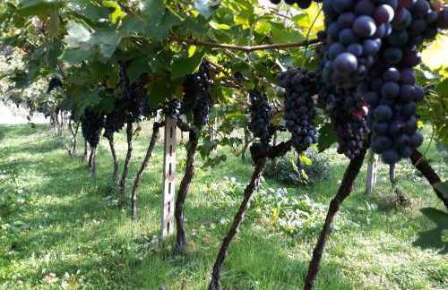 Agriturismo Villa Stella - Photo 5