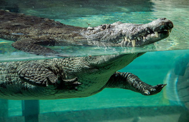 Biglietti per lo Zoo di Miami - Foto 1