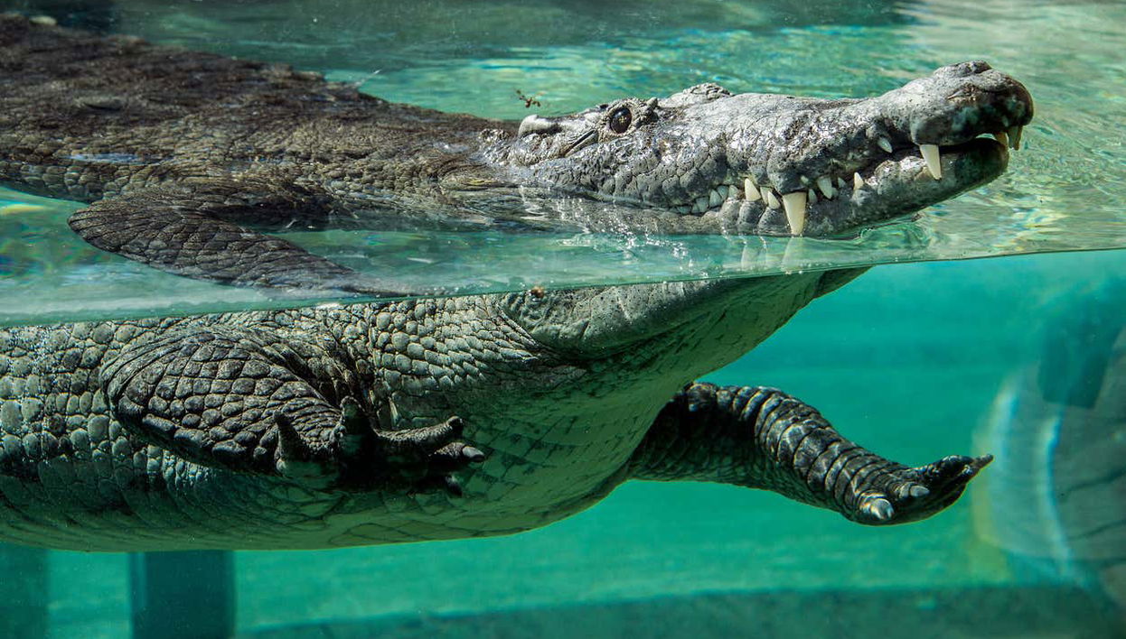 Billet pour le zoo de Miami