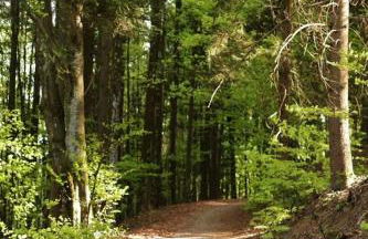 Ferienwohnung Waldhauser - Foto 18