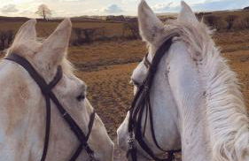 Stewards Cottage - Foto 40