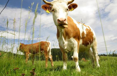 FEWO 2 Panoramablick - NEU incl 3-WeltenCard mit 140 kostenlosen Attraktionen - Foto 44